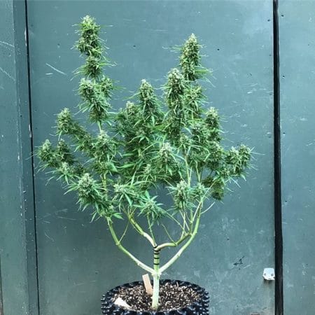 Outdoor Night Queen Auto-flowering Cannabis Plant