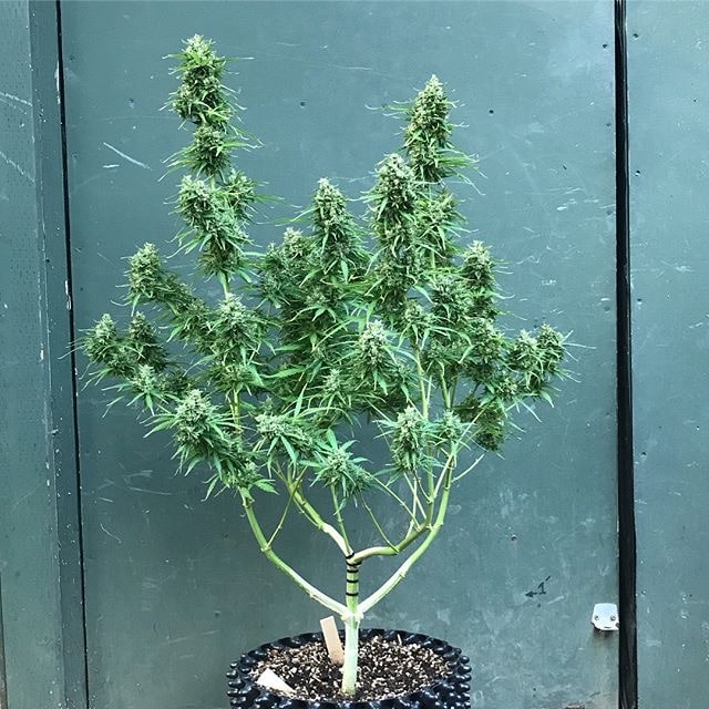 Best Outdoor Autoflowering Cannabis Strains (2023) Grow Weed Easy