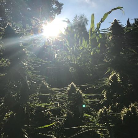 Outdoor marijuana grow setup