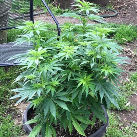 How to grow weed outdoors in pots