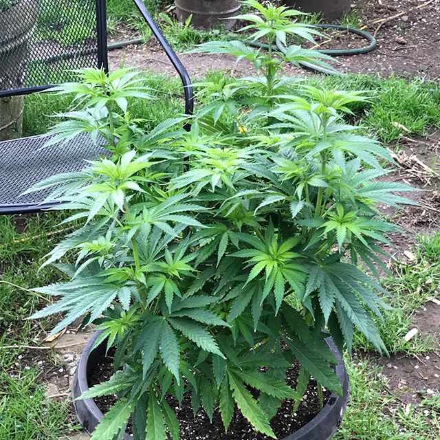 Outdoor cannabis growing: Pots, Grow Bags or directly in the soil