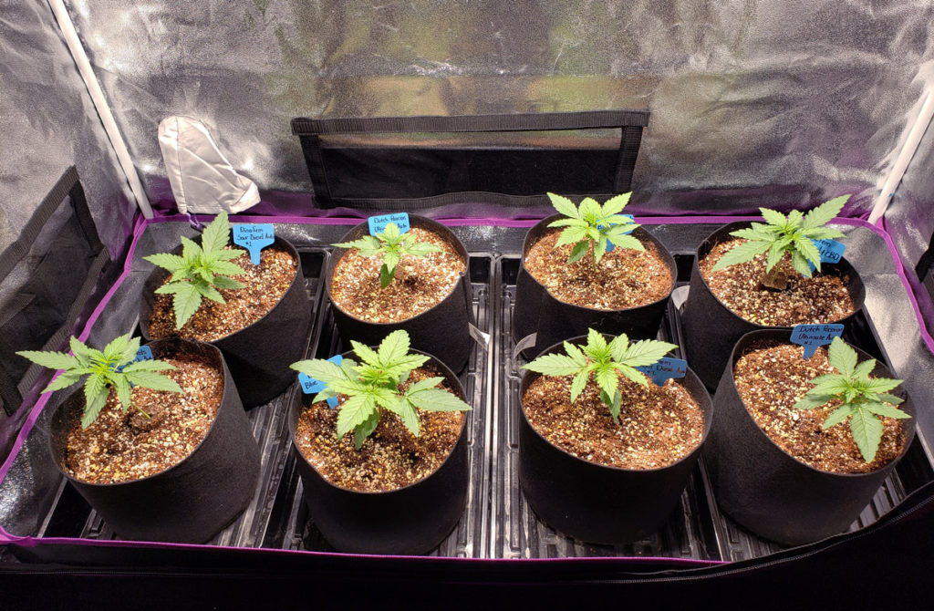 How Often Do I Water Marijuana Plants? Grow Weed Easy