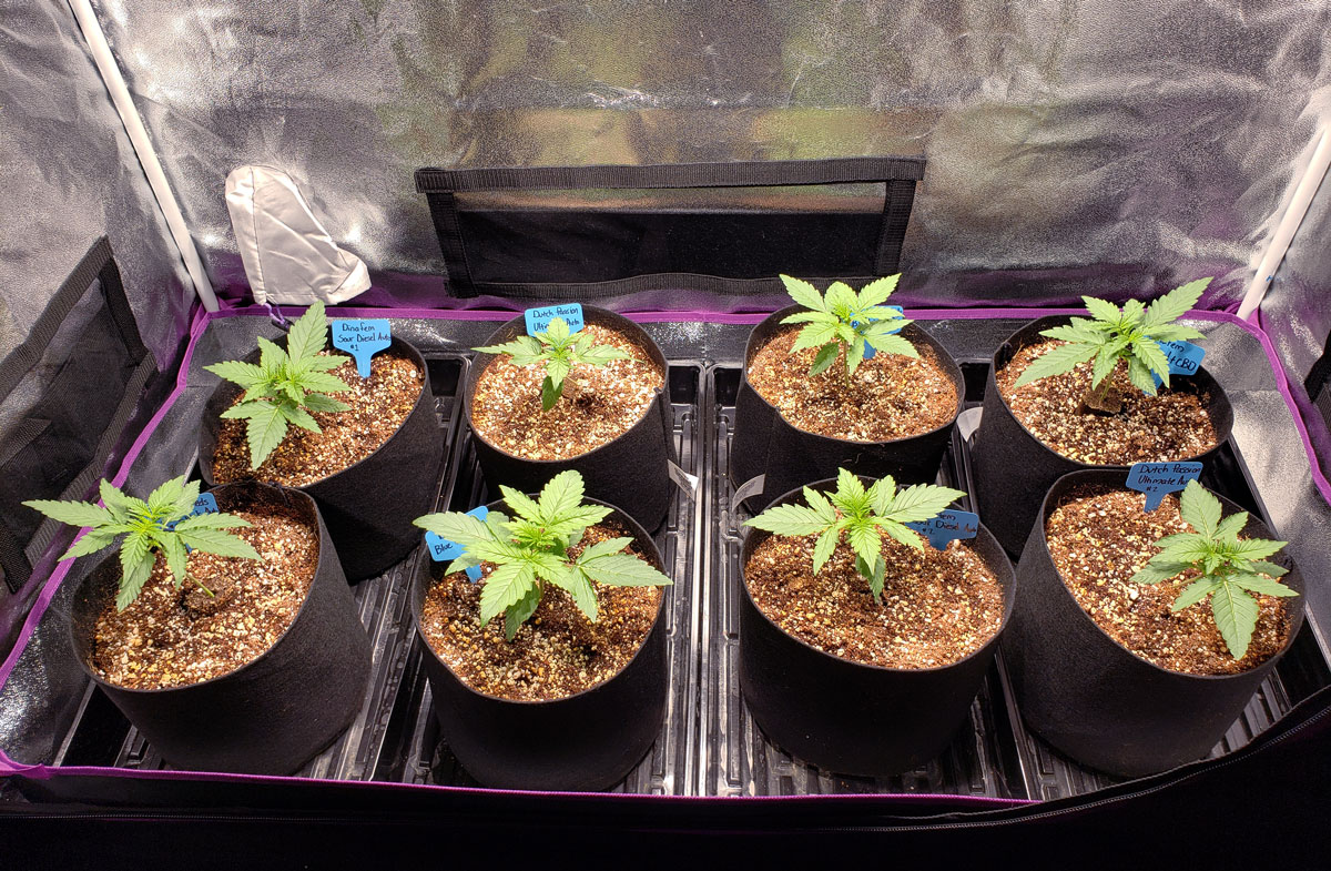 How Often Do I Water Marijuana Plants Grow Weed Easy,Kitchen Sink Plumbing