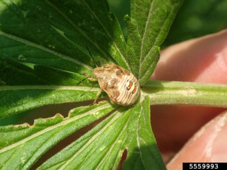 Red shouldered stink bug nymph on a cannabis leaf