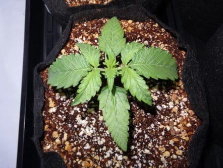 Grow weed easy diagnose