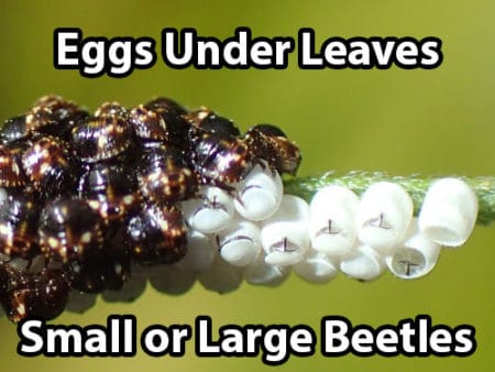 Young stink bugs massing on eggs that were laid on cannabis leaves