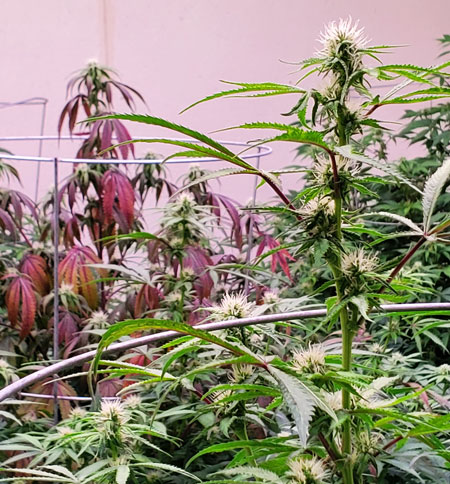 Red leaves droopy cannabis plant caused by stink bugs