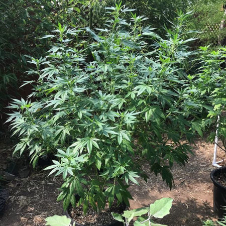 Growing marijuana in pots outside