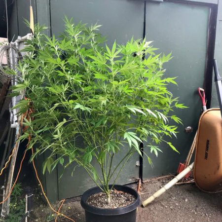 Outdoor cannabis growing supplies