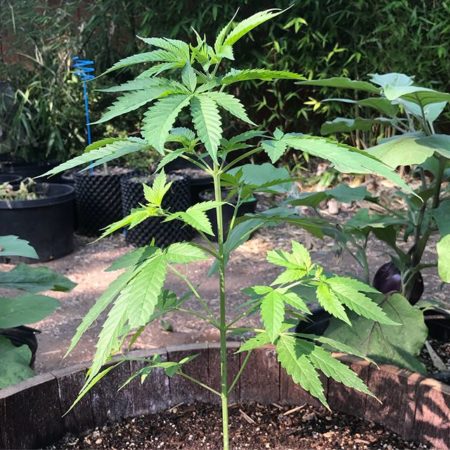 A young, outdoor marijuana plant