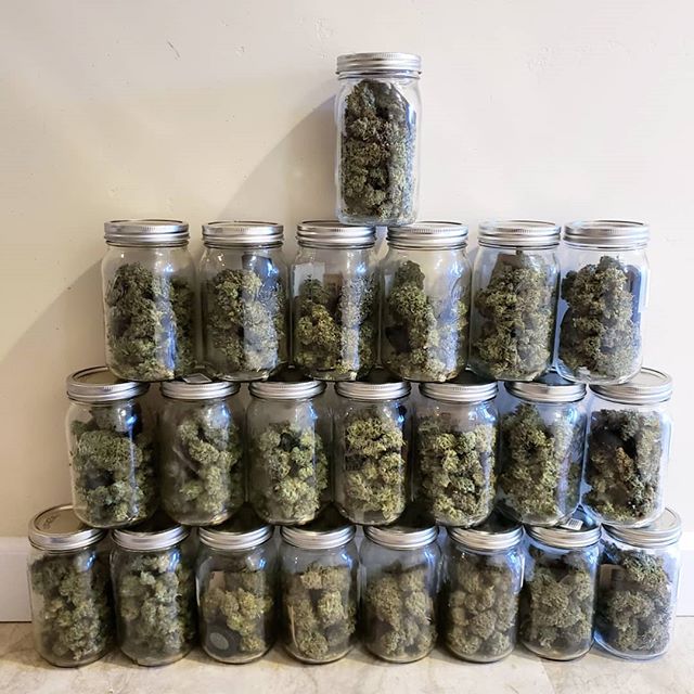 How to Produce a Ton of Weed with Only 1-4 Plants