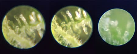 Big Pocket Microscopes - here's an example of what cannabis trichomes look like under one of these microscopes.
