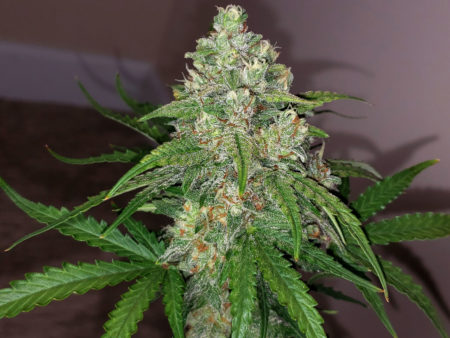 An auto-flowering cannabis cola (grown under a 315 LEC grow light)