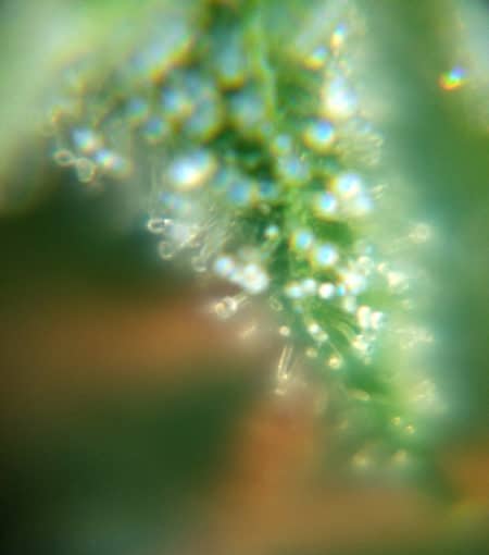 Big Pocket Microscopes - here's another example of what marijuana trichomes look like under one of these microscopes. These get close, but can be difficult to use.