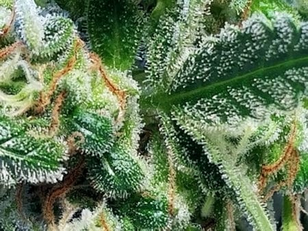Pretty great view of the marijuana trichomes considering your just using the smartphone you already have!