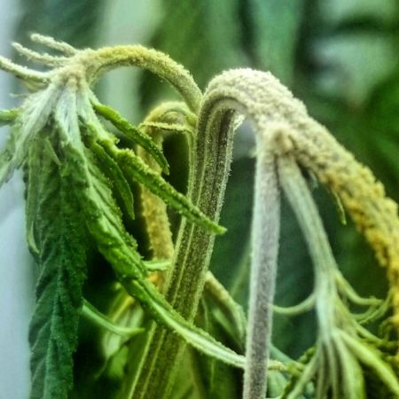 Closeup of hemp russet mites on a marijuana plant with drooping leaves
