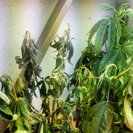 Drooping leaves as the result of an intense hemp russet mite infestation on a cannabis plant
