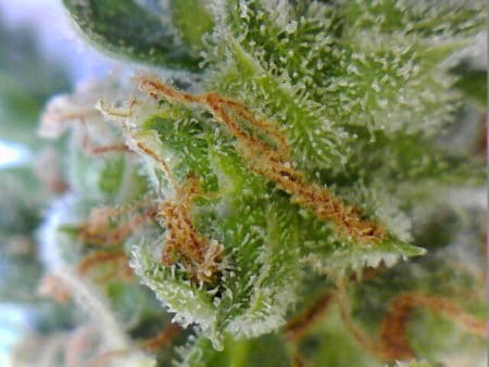 Examples of what cannabis trichomes look like if using an endoscope.