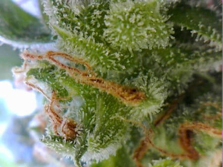 Another example of marijuana trichomes that have been magnified under an endoscope.