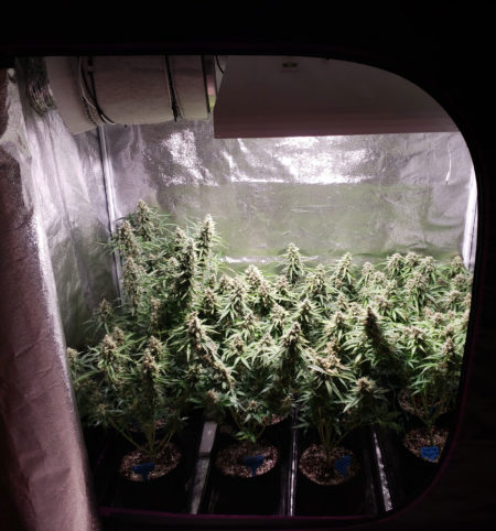 Example of flowering cannabis plants that were grown under a 315 LEC grow light