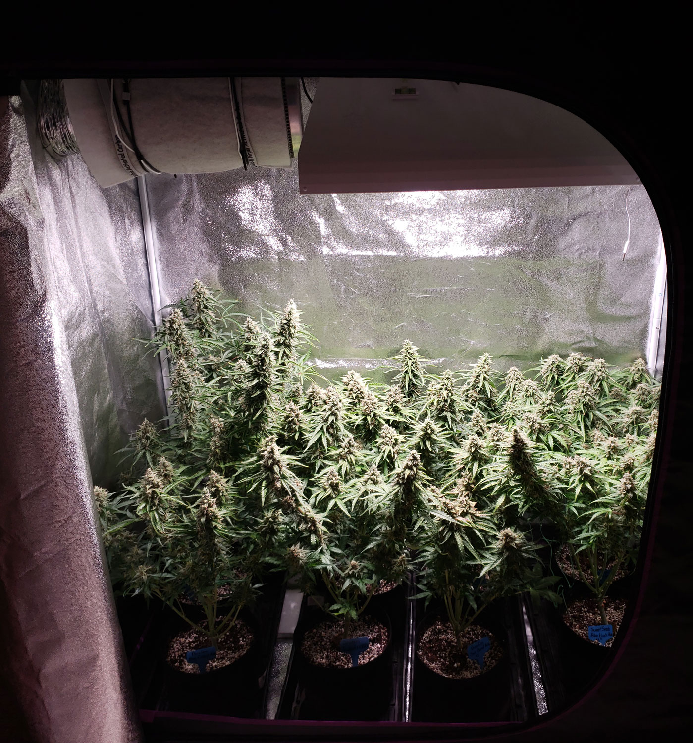 Are Grow Lights Good for Growing Cannabis? Grow Weed Easy