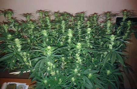 Example of a fluxed plant as it starts making buds in the flowering stage