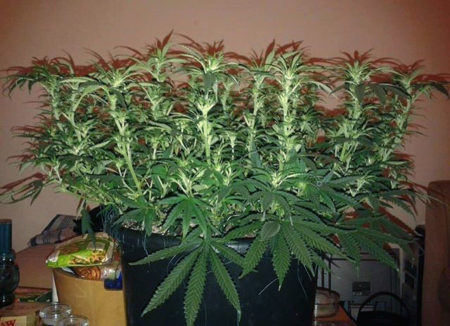 Example of a "fluxed" cannabis plant as it's growing in during the vegetative stage