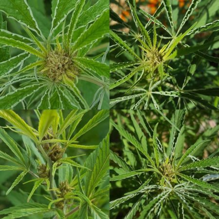 Hemp russet mites on cannabis can cause the edges of leaves to curl in, and buds to die