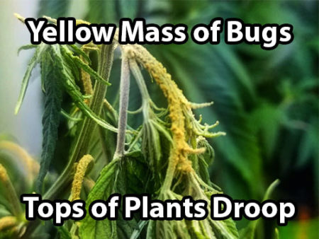 Hemp russet mites on cannabis symptoms (yellow mass of bugs, tops of plants droop)