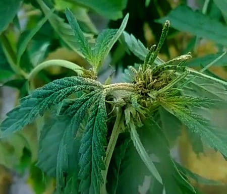 Cannabis plant with hemp russet mites