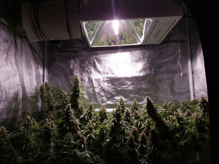 Keep LEC grow lights at least 18" (45 cm) away from the tops of your cannabis plants