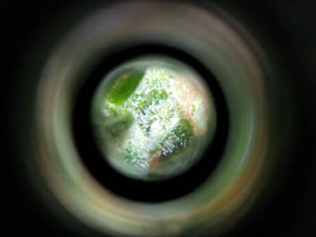 Example of looking at cannabis trichomes with a Phone Microscope.