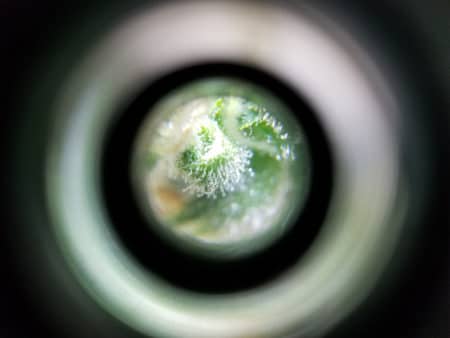 Example of looking at marijuana trichomes with a Phone Microscope.