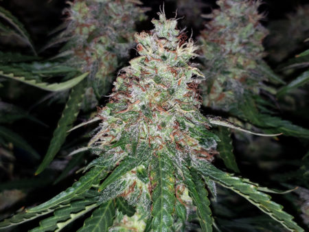 Example of a marijuana bud grown under a 315 LEC grow light