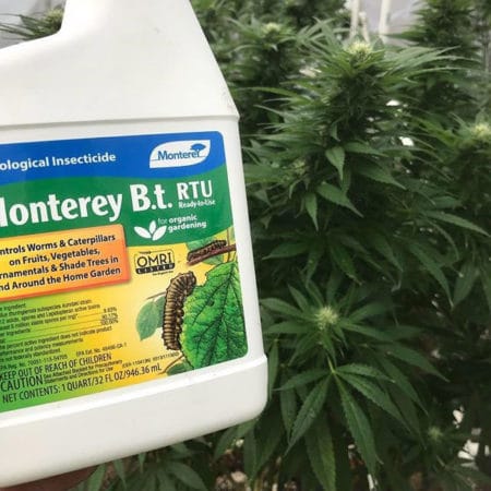 Monterey B.T. RTU (ready to use) spray is safe for cannabis plants and effective against caterpillars