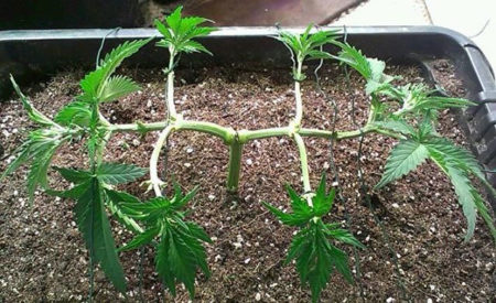 The next step of a fluxing a marijuana plant