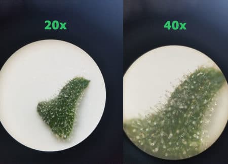 Using a stereo microscope to view cannabis trichomes: you can't fit full bud. We could only fit a small piece of leaf (check the picture). Not the best choice for looking at cannabis trichomes.