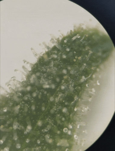 SmartPhone Trichome Scope - Easiest way to check on Trichome Maturity 