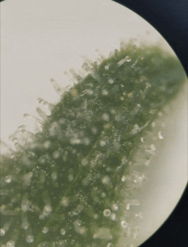 SmartPhone Trichome Scope - Easiest way to check on Trichome