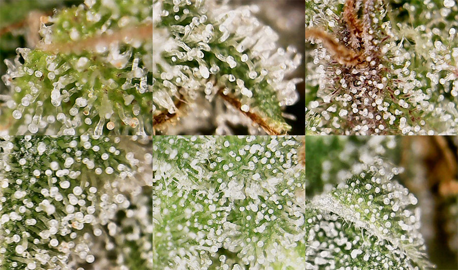 How to Look at Trichomes with a Magnifier