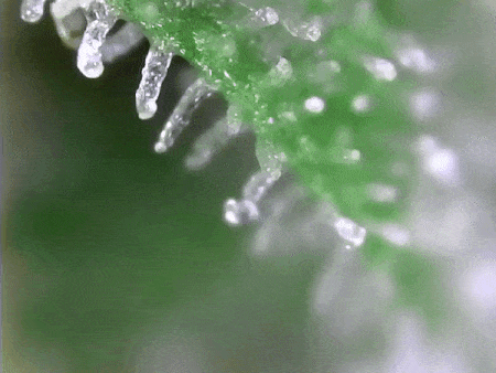 A trichome forest
