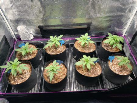 Young vegetative cannabis plants growing under a 315 LEC grow light