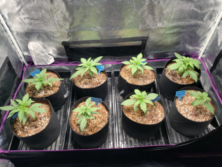 Happy autoflowering seedlings
