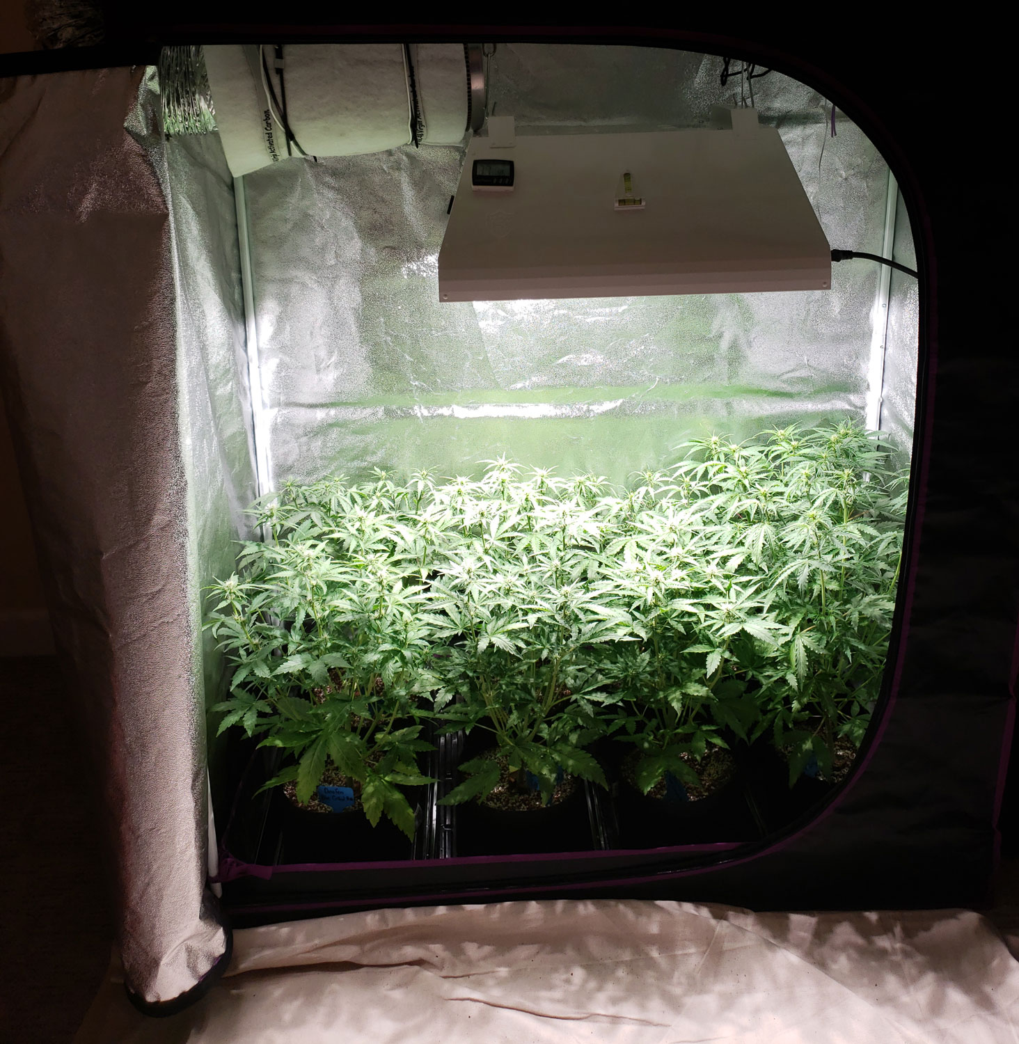 Are Grow Lights Good for Growing Cannabis? Grow Weed Easy