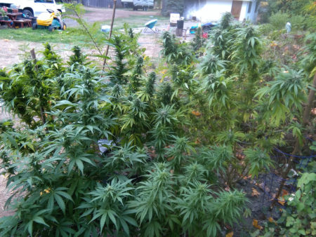 Over time, cannabis growers gain experience and a sense of intuition about the best time to harvest their outdoor marijuana plants. I recommend writing down any observations for next year, pay attention to the plants, and besides that trust your gut and don't hold it against yourself if you make a mistake. Gardening and life is a learning process.