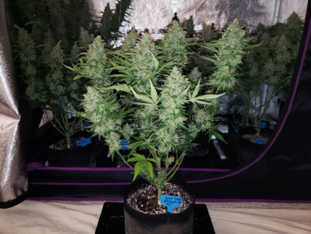 Easy to grow cannabis strains