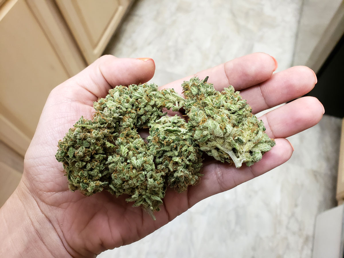 https://www.growweedeasy.com/wp-content/uploads/2018/10/sweet-seeds-black-jack-buds-in-hand.jpg