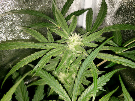 How to grow weed easy and fast