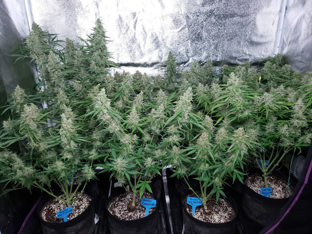 How to Grow Small Cannabis Plants in Tiny Spaces | Grow Weed Easy