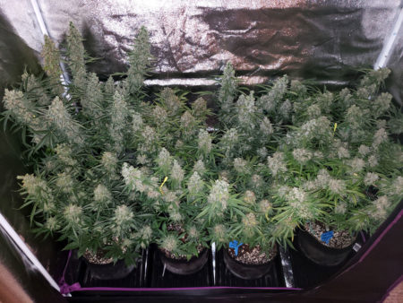 A view of flowering cannabis plants in a grow tent under a 315 LEC grow light - chunky and getting close to harvest!
